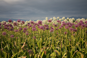 t3 Skagit Valley Flowers
